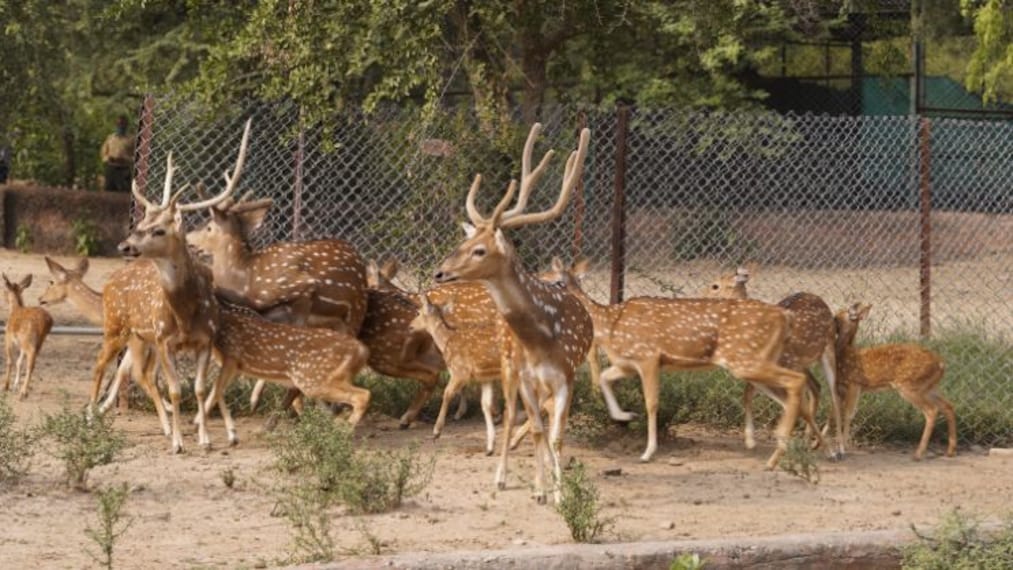 Jaipur Zoo_2